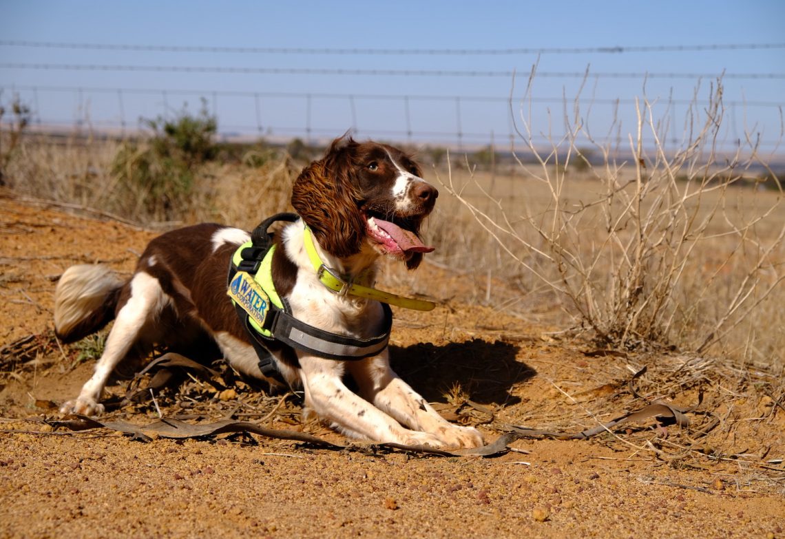 Meet the dog that’s helping detect water leaks in remote Western Australia