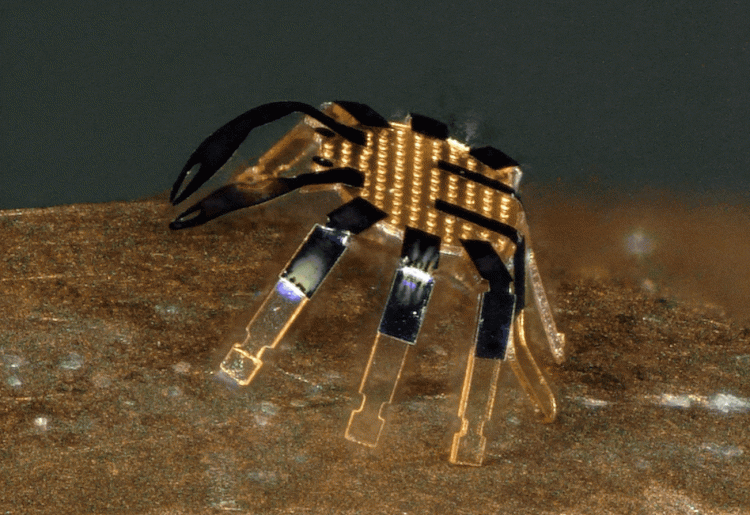 Watch: The world’s smallest robot crab walks into the history books