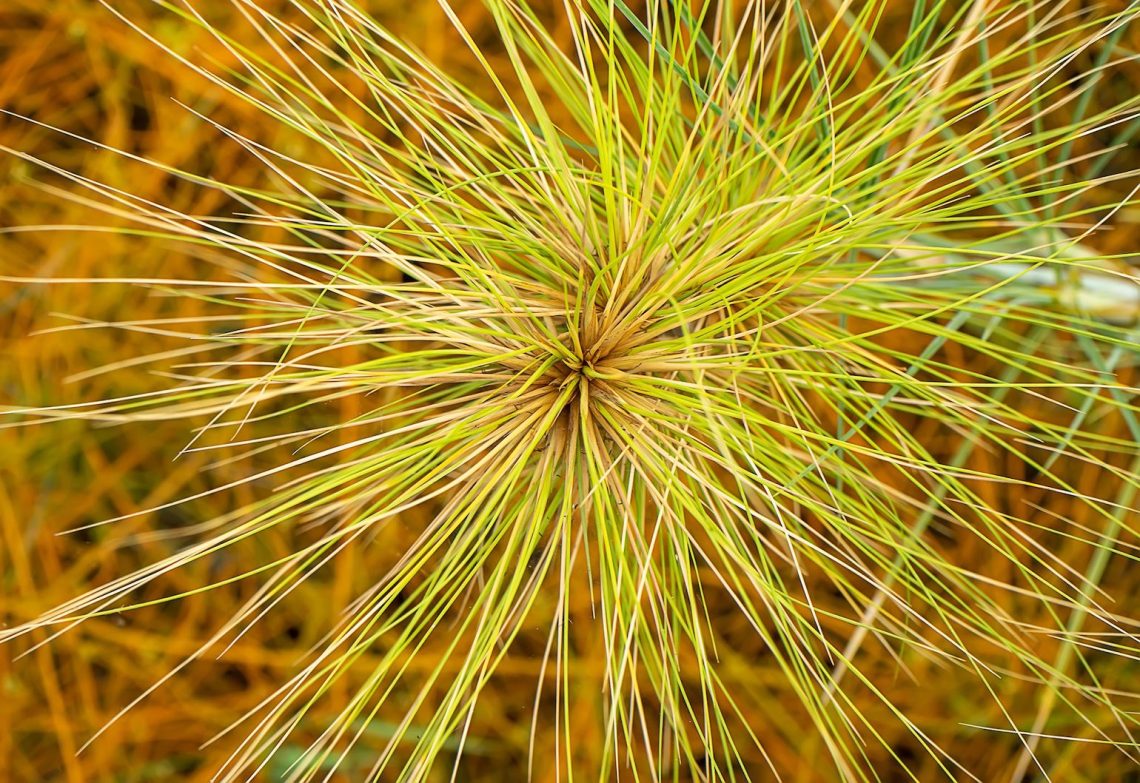 Australian spinifex grass used to create injectable medical gels