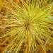 Australian spinifex grass used to create injectable medical gels