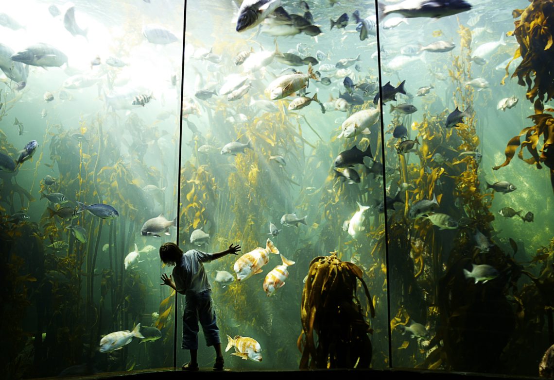 The wild stuff: engineering in zoos and aquariums