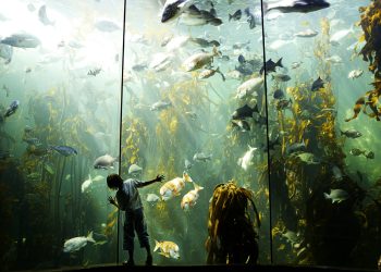 The wild stuff: engineering in zoos and aquariums