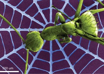 New 3D stretchable electronics can advance organ-on-chip technology