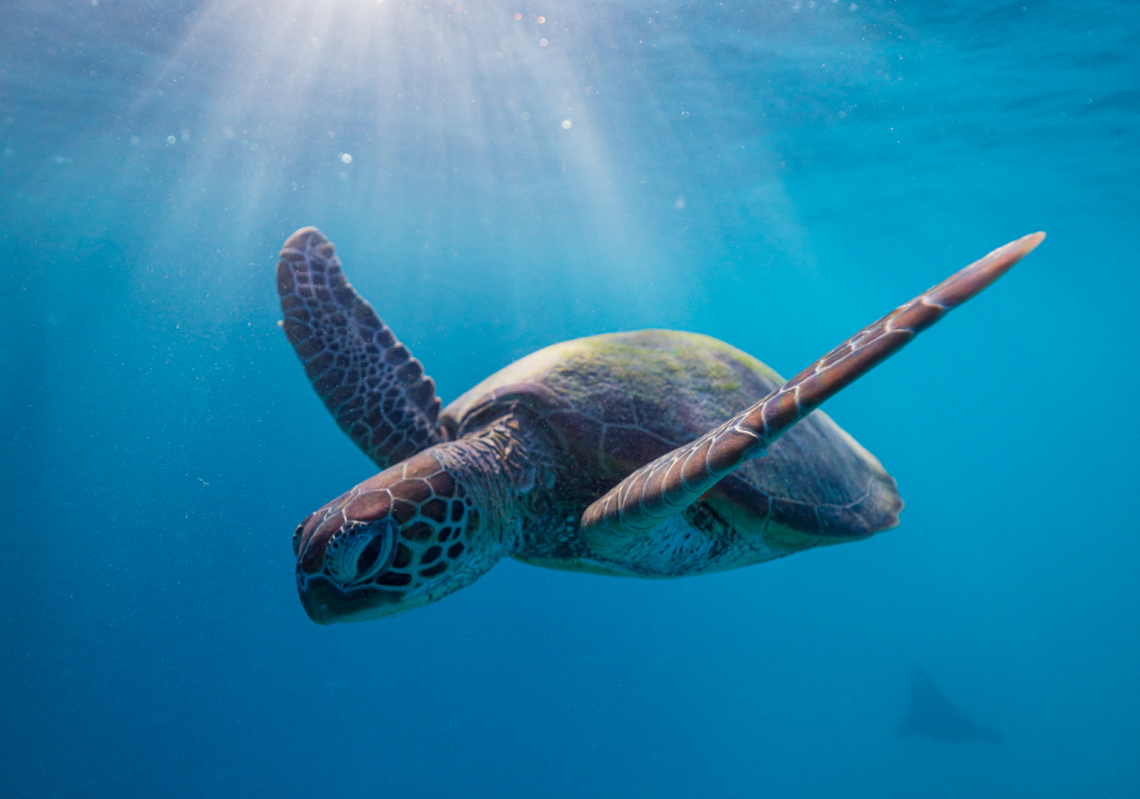 Uluu is making waves in ocean clean-up