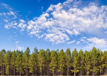 This software helps engineers open a toolbox for mass timber