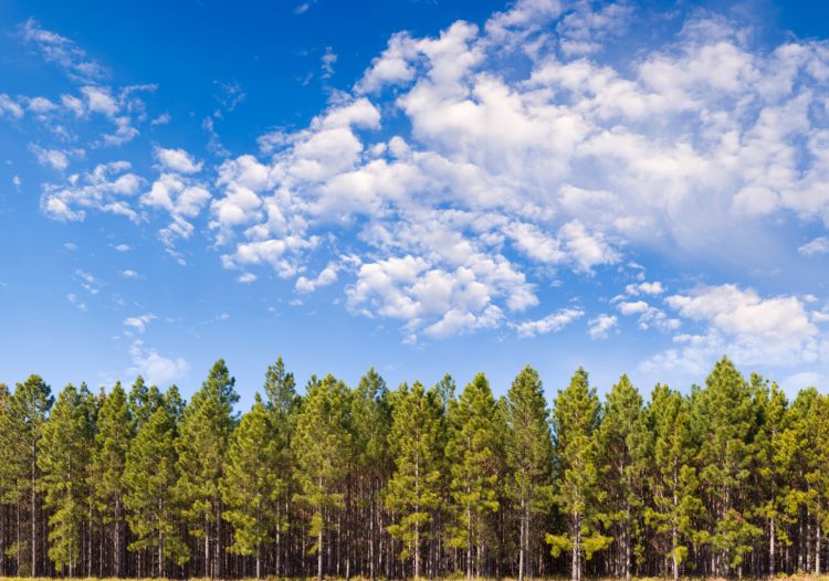 This software helps engineers open a toolbox for mass timber