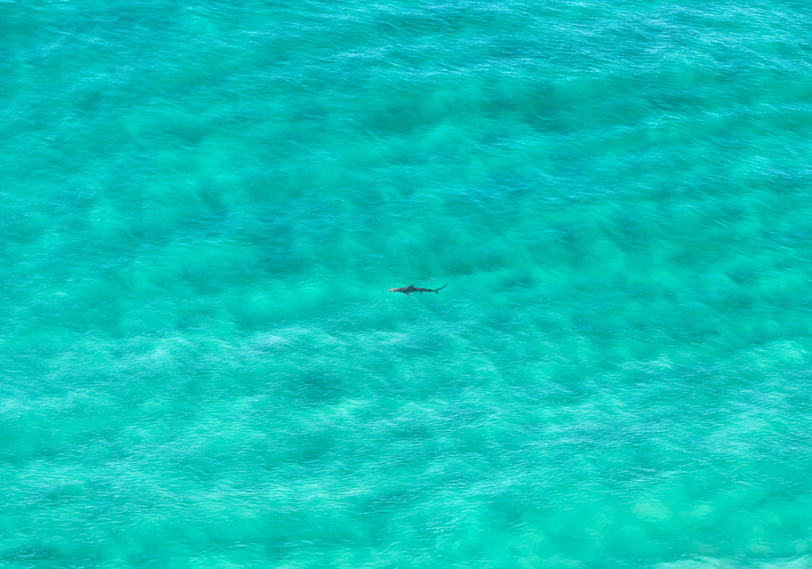 Shark-spotting software uses drones to patrol beaches