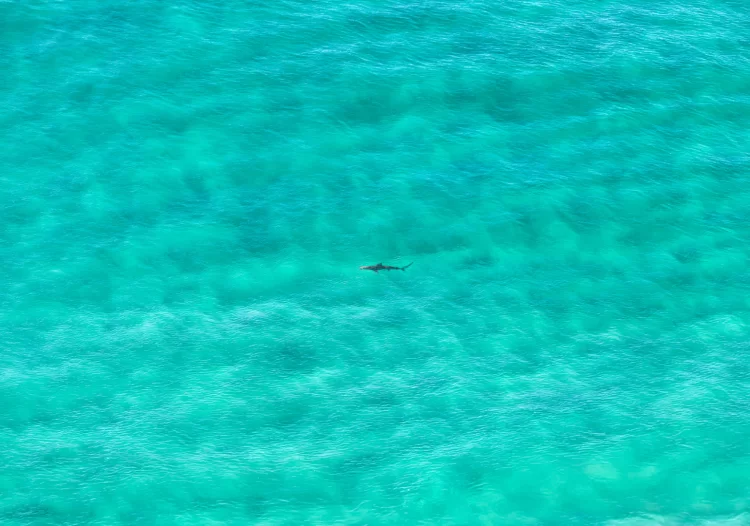 Shark-spotting software uses drones to patrol beaches