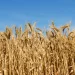 Crop check: AI gives rise to Australian-made spore-trapping technology