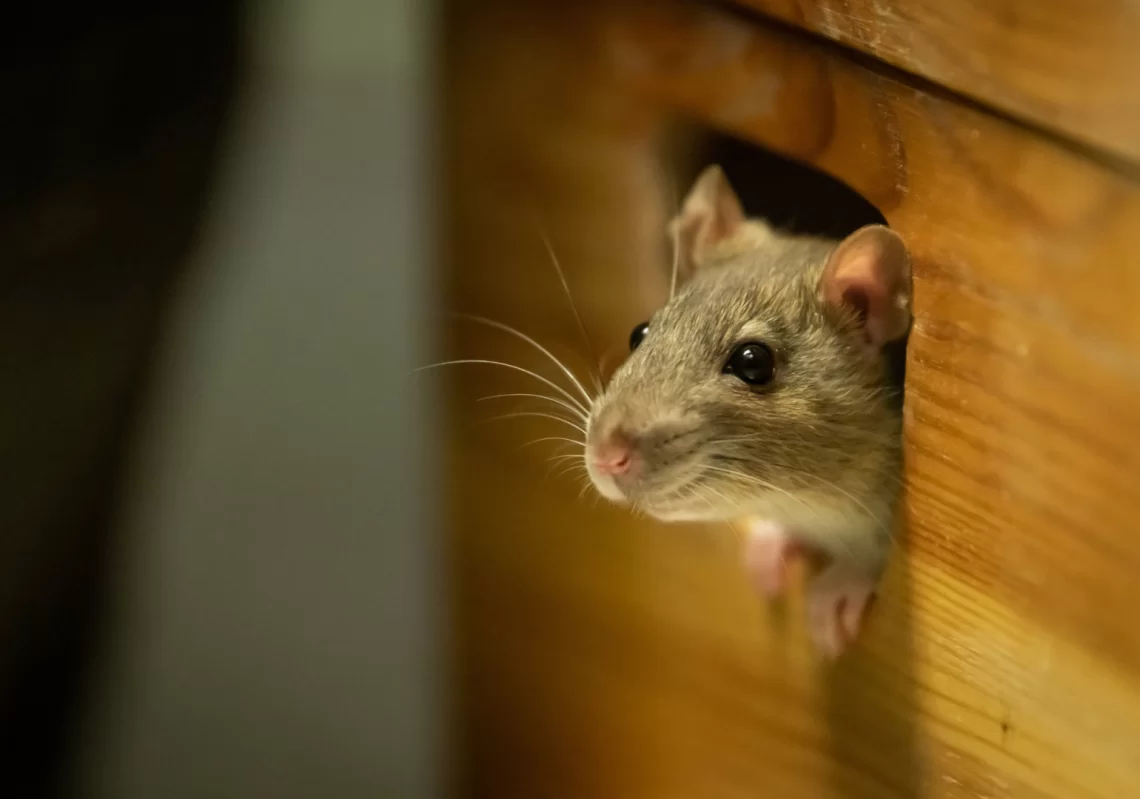 This compact electronic nose is capable of identifying odours within milliseconds