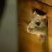 This compact electronic nose is capable of identifying odours within milliseconds