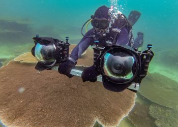 These engineers are creating living blueprints to help understand natural systems