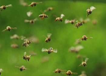 Are machine swarms the future of robotics?