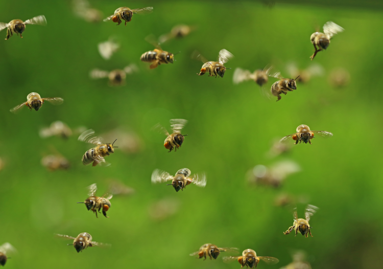 Are machine swarms the future of robotics?