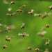 Are machine swarms the future of robotics?
